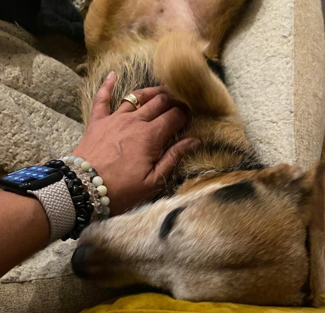 Animal Reiki Enfield London - gentle energy healing for Animals