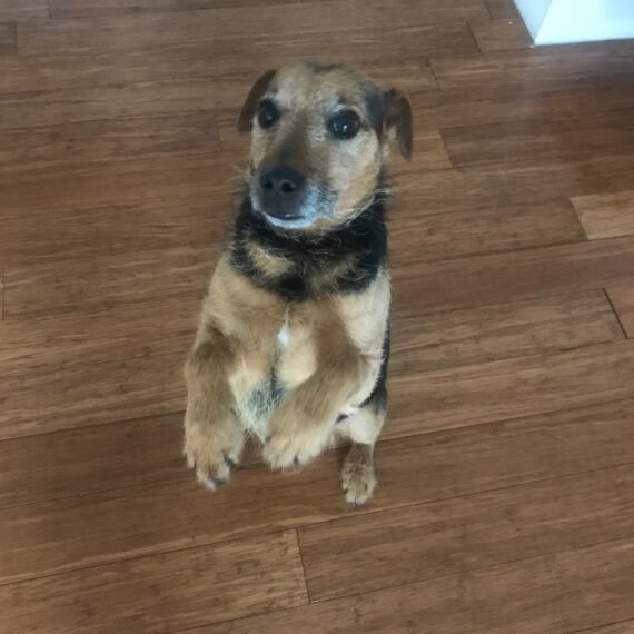 Animal Reiki London - Reiki healing for dogs