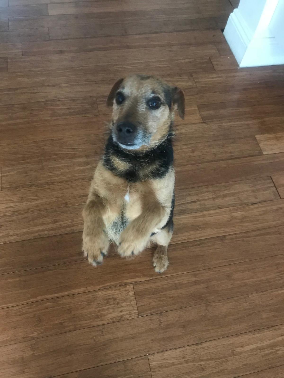 Animal Reiki London - Reiki healing for dogs